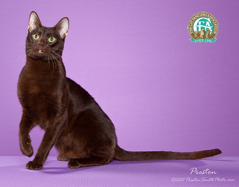 喵星人的3种类型,喵星人类型对照表