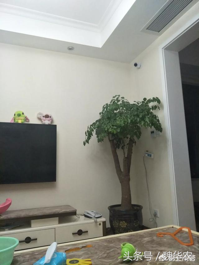 幸福树买的太大了，这样操作会控制长大，快来学习，尽管拿走不谢