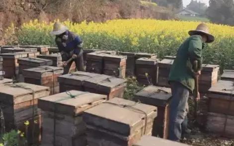 养蜂人揭秘中蜂,30年养蜂人教你如何辨别真假蜂蜜