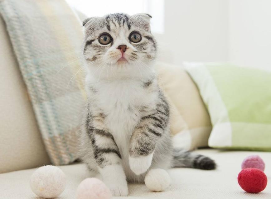 喵星人的3种类型,喵星人类型对照表