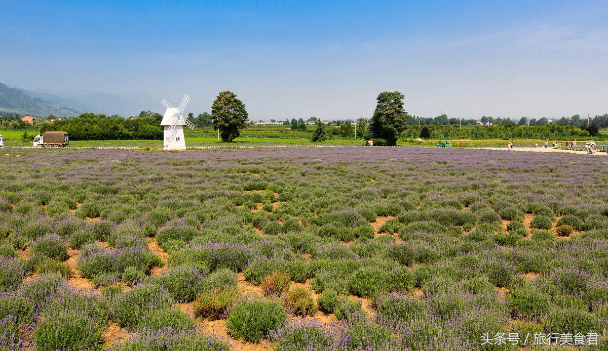 西安附近薰衣草庄园有哪些,西安周边薰衣草景区有哪些
