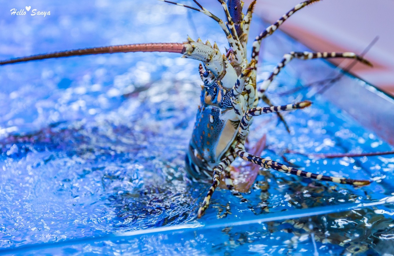 吃货们的福利，春节来三亚，墙裂推荐的特色美食全攻略