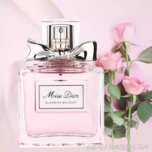 哪款香水是斩男款,比黑鸦片还斩男的香水