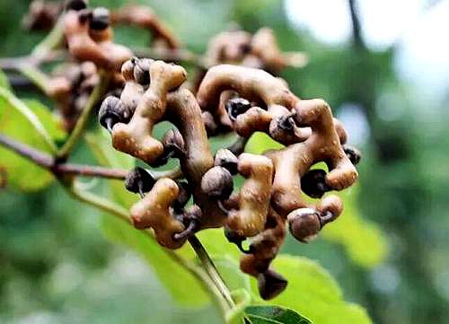 大别山新县原始森林,大别山儿时的味道野刺果