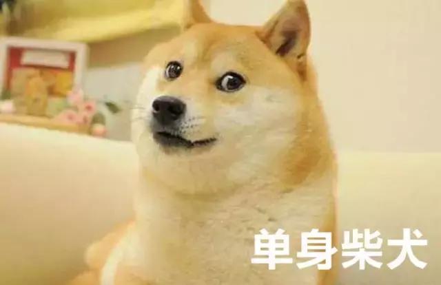 100种单身狗种类,单身狗种类