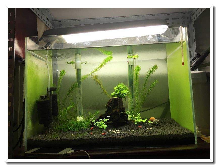 社区精华有鱼成长之路