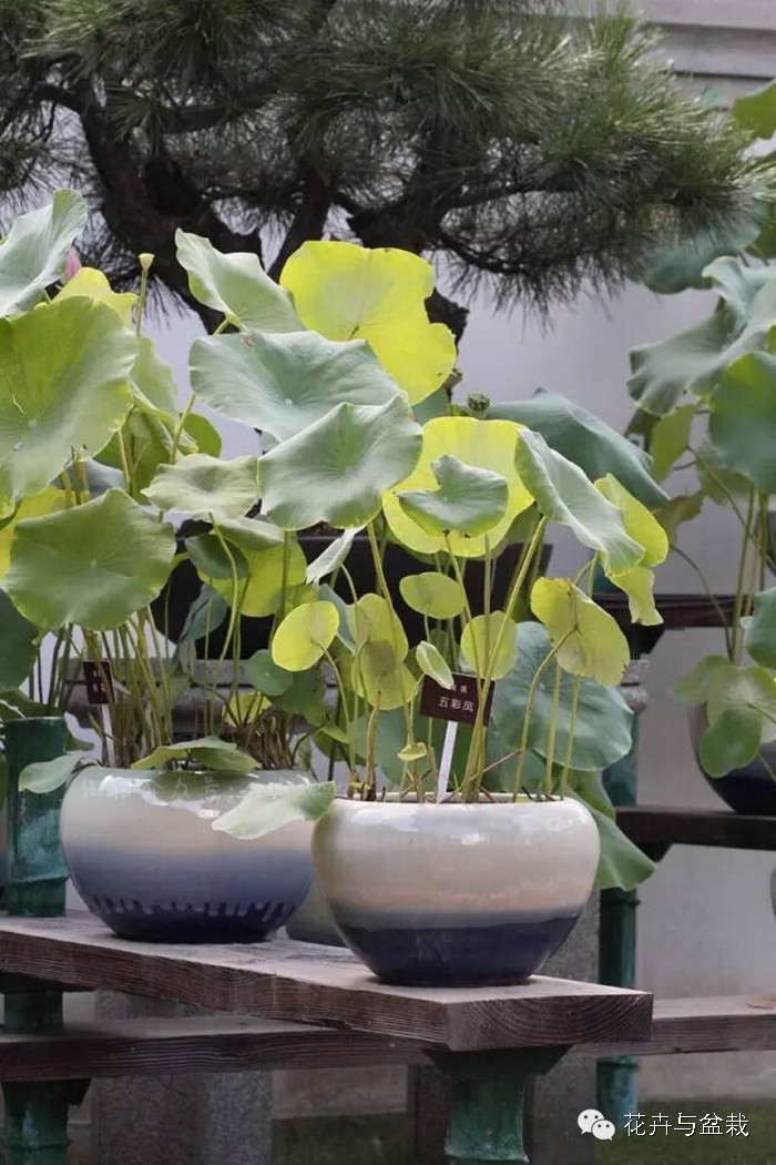 睡莲荷花碗莲水培植物,睡莲荷花的养殖方法和技巧