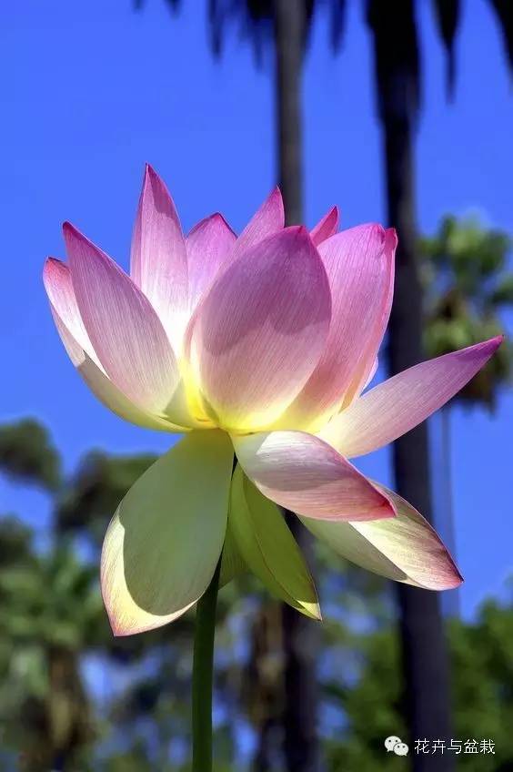 碗莲睡莲荷花种子区别,碗莲荷花睡莲图片