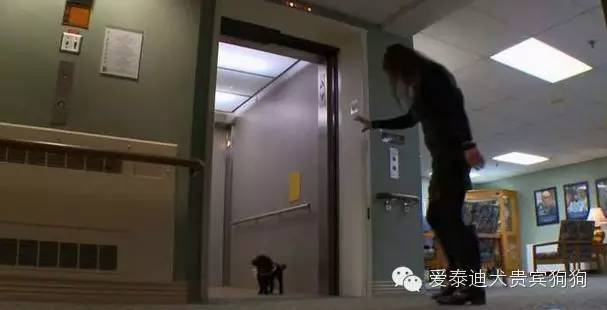 会坐电梯的狗狗,会坐电梯的泰迪