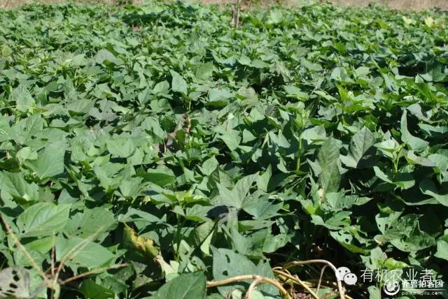 曾经|结伴跑在乡间小路上，跑过了整个童年~~