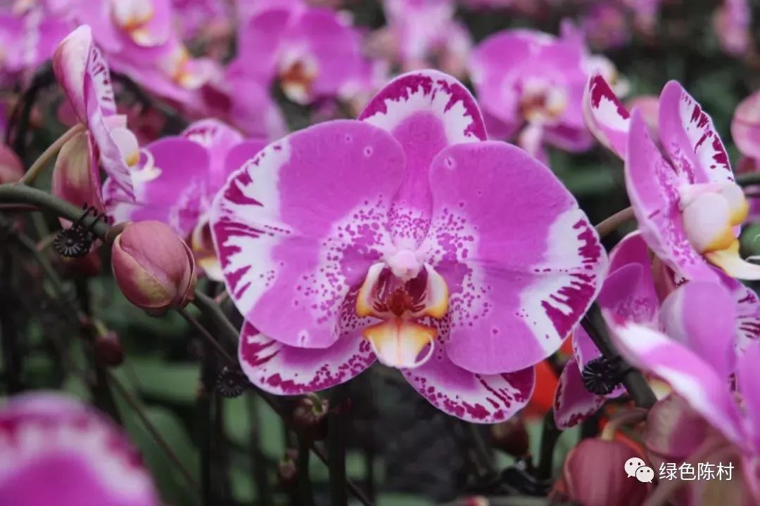 广东佛山花市游玩攻略,广东省佛山市行花街