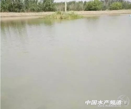 养殖池塘水浑浊怎么处理,如何改善池塘水质老化