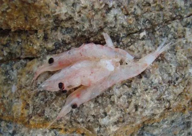 海钓矶钓新手的入门教程,海钓矶钓技巧教学解说