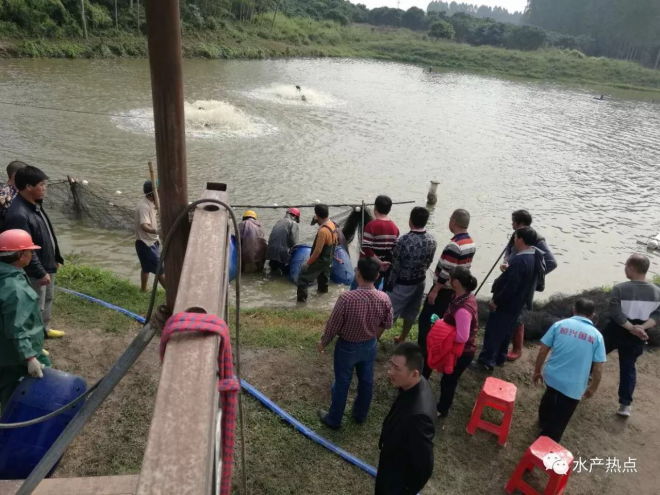 流水槽新型水产养殖模式,新型池塘循环水产养殖