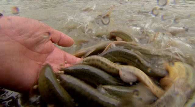 泥鳅一般一年亩产多少斤,亩产成品泥鳅4000多斤