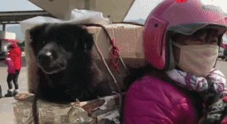 带狗回家后的第一天,带狗回家过年后带不回来了