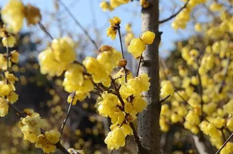 武汉孩子怎么过寒假,怎么让小孩有年味