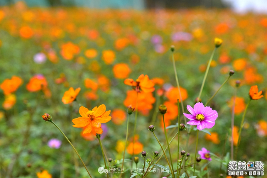 享私人温泉泡池度养生悠闲假期