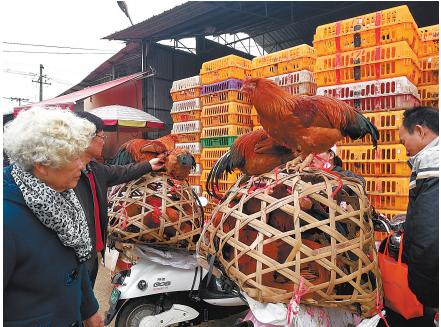 广西容县纯种原鸡,广西纯种原鸡