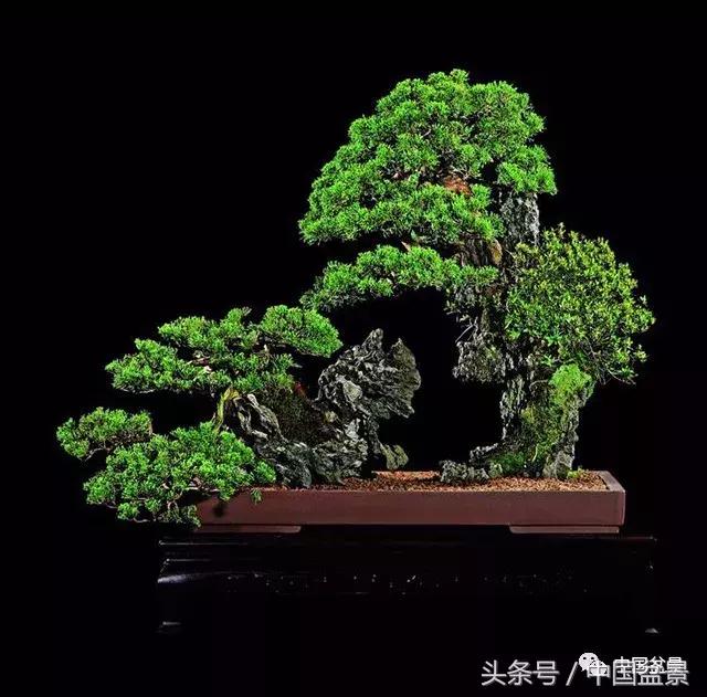 经典盆景欣赏,欣赏盆景感悟怎么写