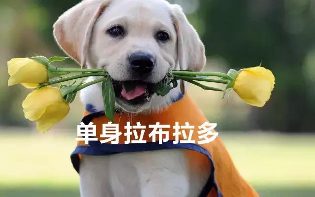 100种单身狗种类,单身狗种类