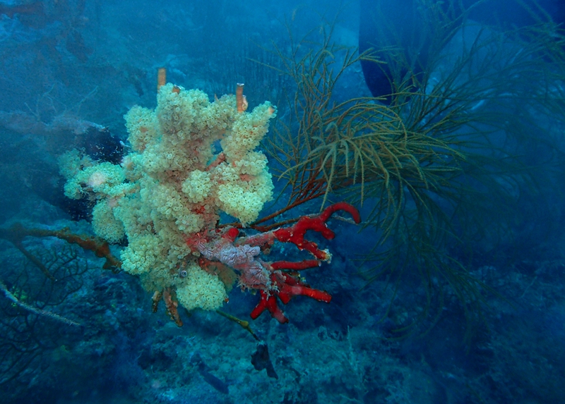 菲律宾科隆群岛游,菲律宾巴拉望科隆群岛自由行