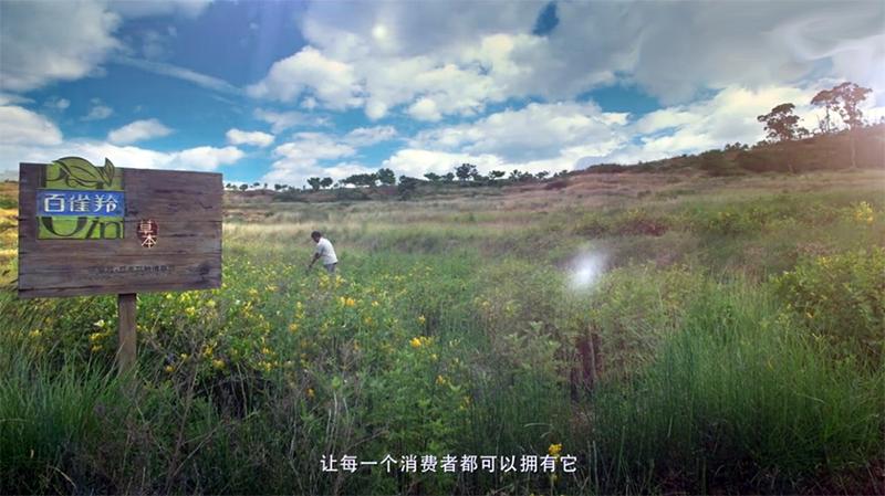 关于百雀羚发展史,天然百雀羚