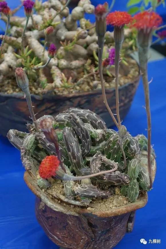 十大最贵玉露多肉品种,多肉最贵的品种有哪些