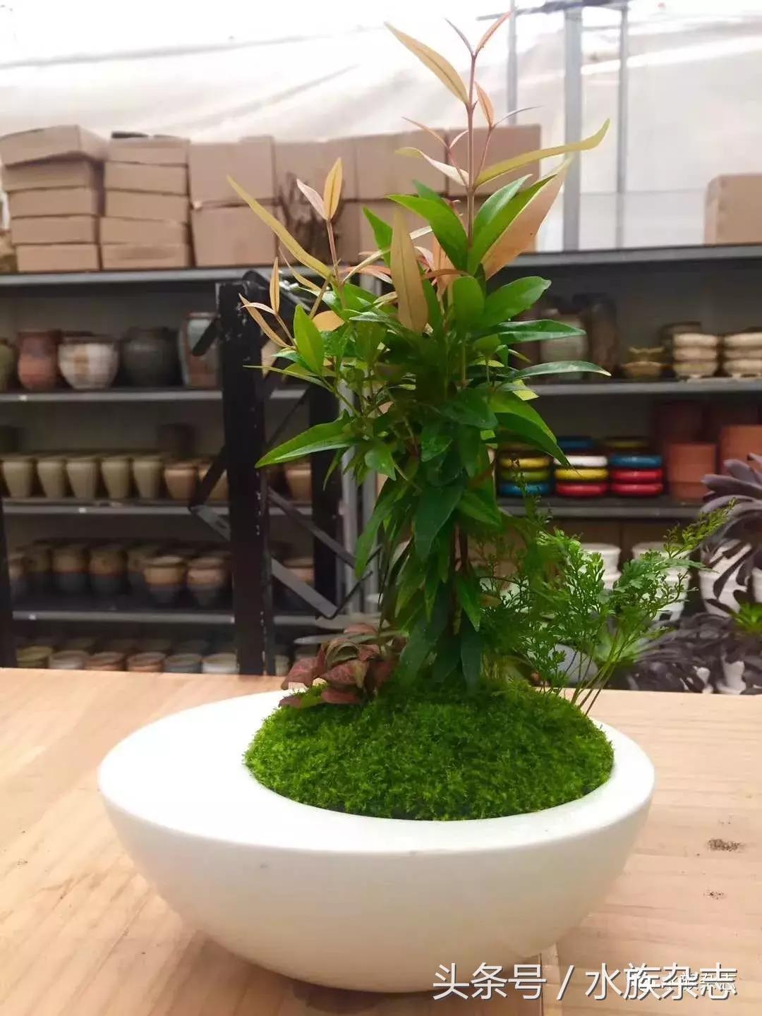 水陆雨林造景价格,水陆雨林造景之苔藓篇