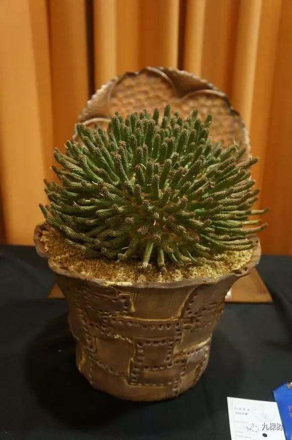 十大最贵玉露多肉品种,多肉最贵的品种有哪些