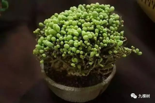 十大最贵玉露多肉品种,多肉最贵的品种有哪些