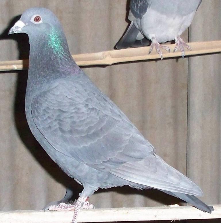 成年信鸽开家成功的几率有多少,笼养一年的信鸽如何开家不丢