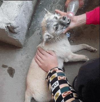 狗狗中毒灌水,狗狗中毒后只喝水