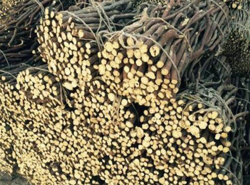 黄皮甘蔗白皮甘草的种植技术,甘草需要种植多少年才可收获