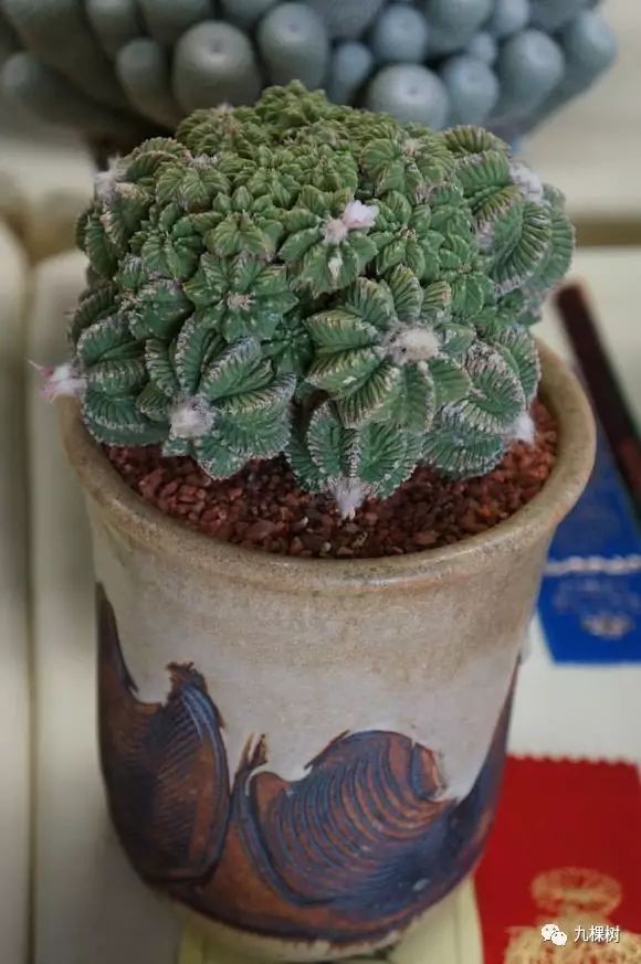 十大最贵玉露多肉品种,多肉最贵的品种有哪些