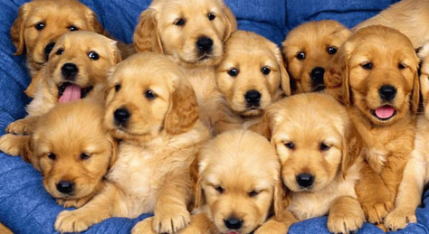 可爱又好养的宠物狗有哪些品种,可爱萌宠好养的宠物狗