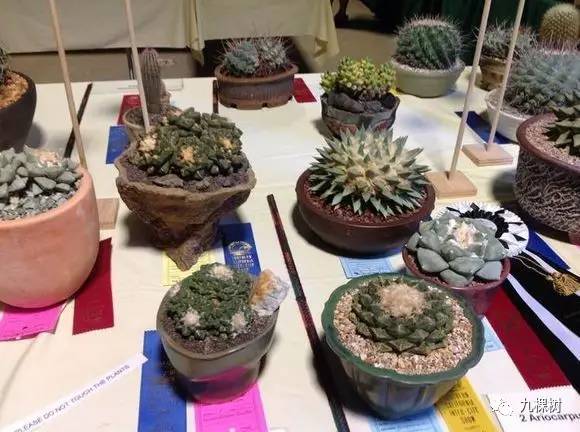 十大最贵玉露多肉品种,多肉最贵的品种有哪些