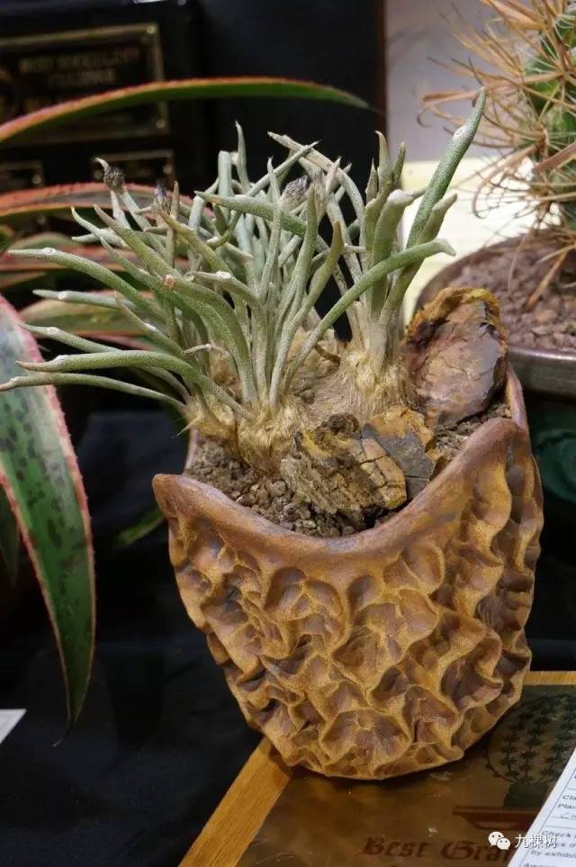 多肉万象最贵的品种,全世界最贵的多肉植物都有哪些