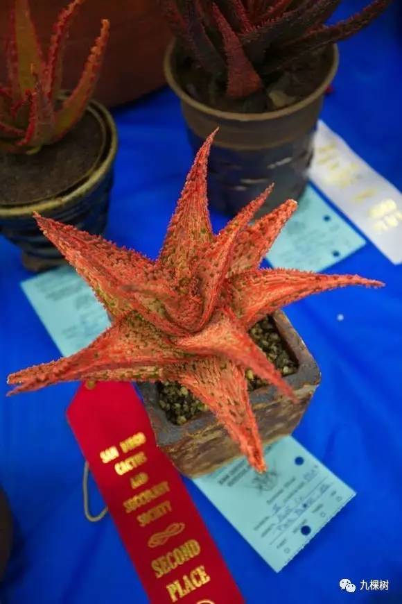 十大最贵玉露多肉品种,多肉最贵的品种有哪些