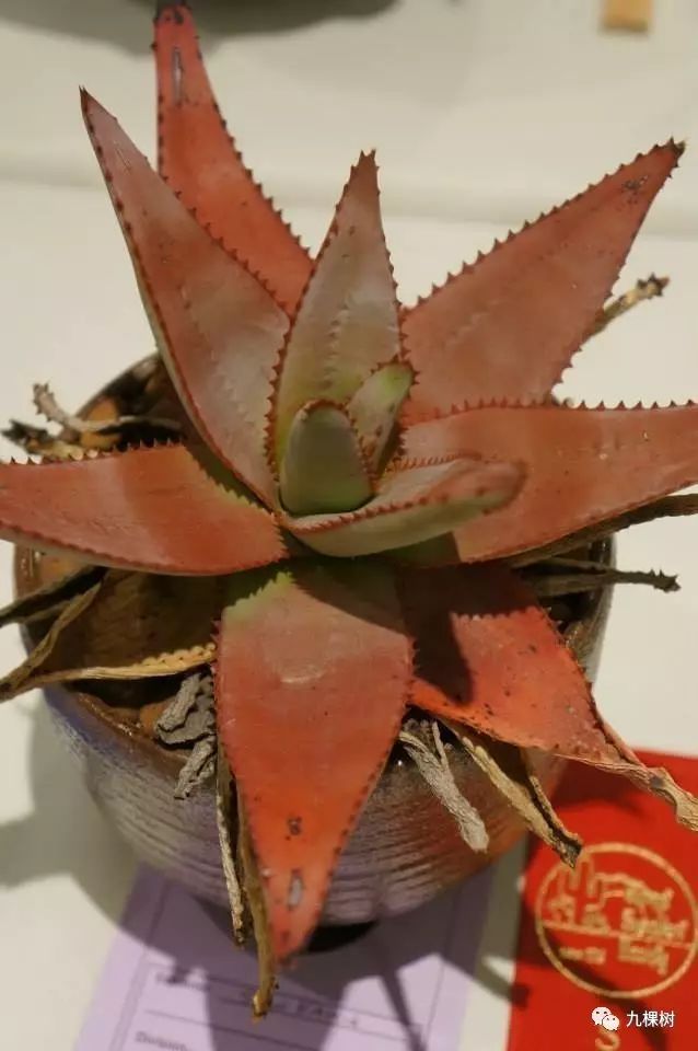 多肉万象最贵的品种,全世界最贵的多肉植物都有哪些