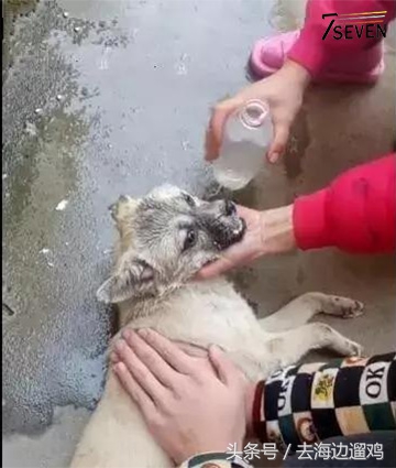 狗狗中毒灌水,狗狗中毒后只喝水