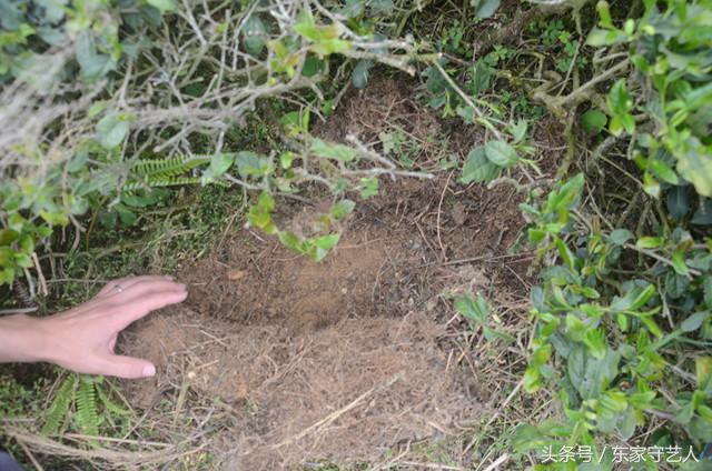 安溪种植茶叶的有利自然条件,安溪种植茶叶的情况介绍