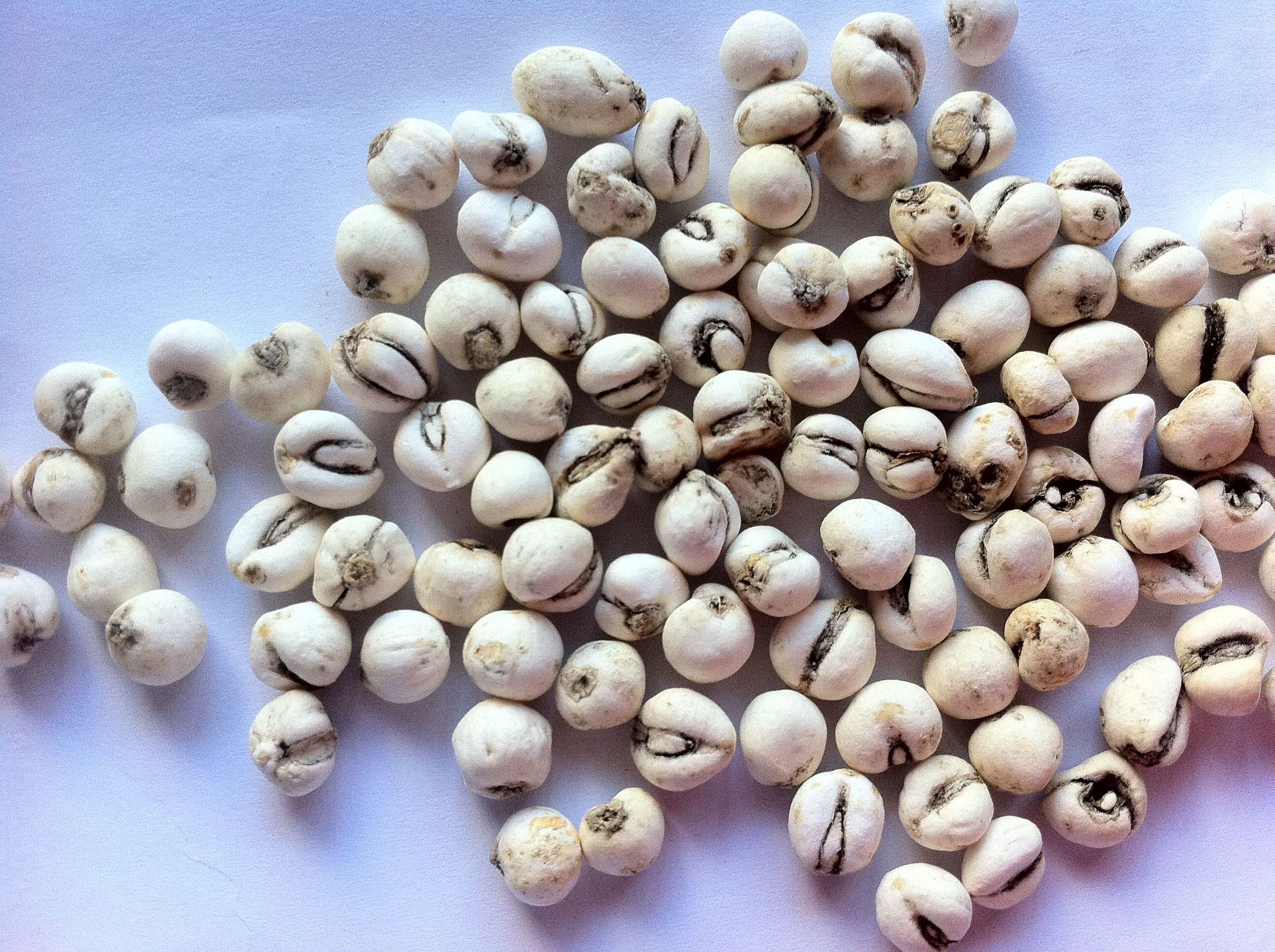 贝母止咳,贝母草药