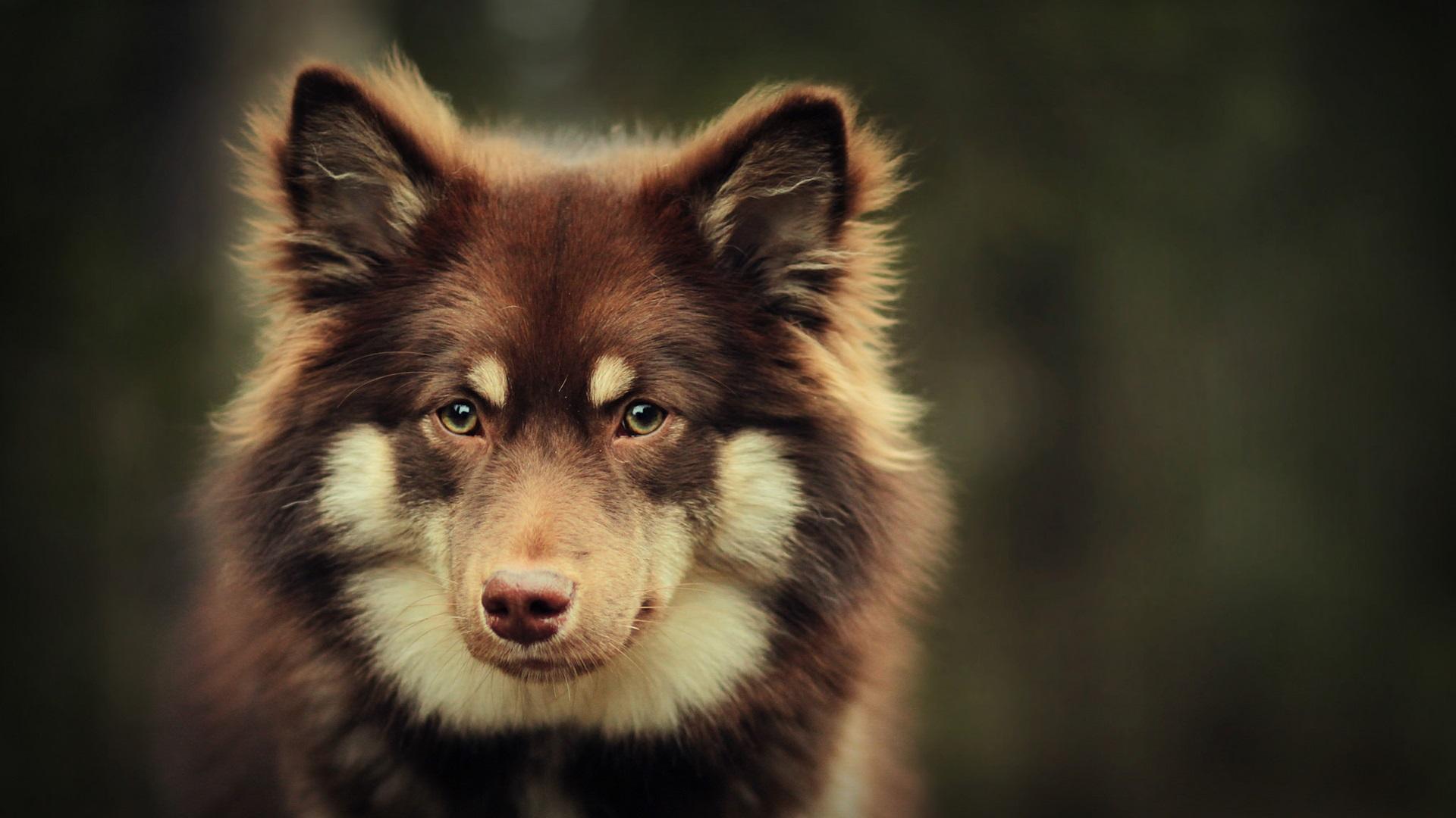 带狗字的成语大全褒义,关于带狗的成语大全