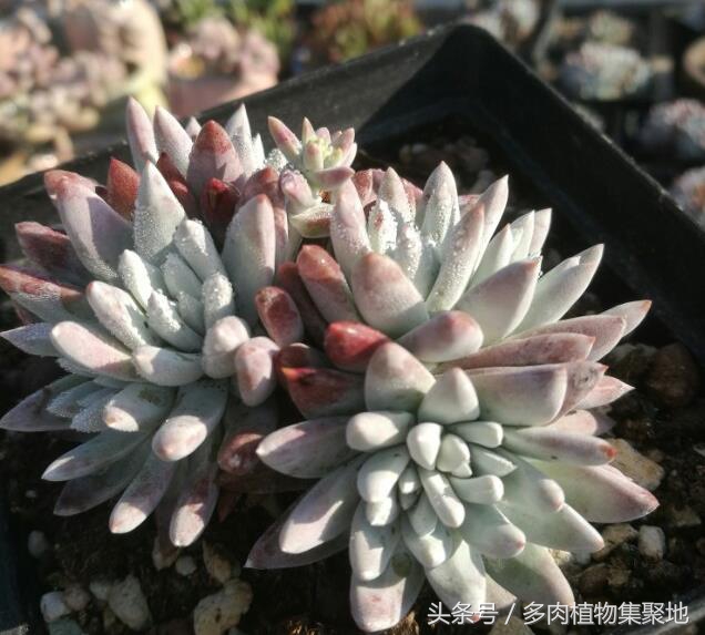 多肉植物浇水过多的后果,多肉植物浇水过多的处理措施