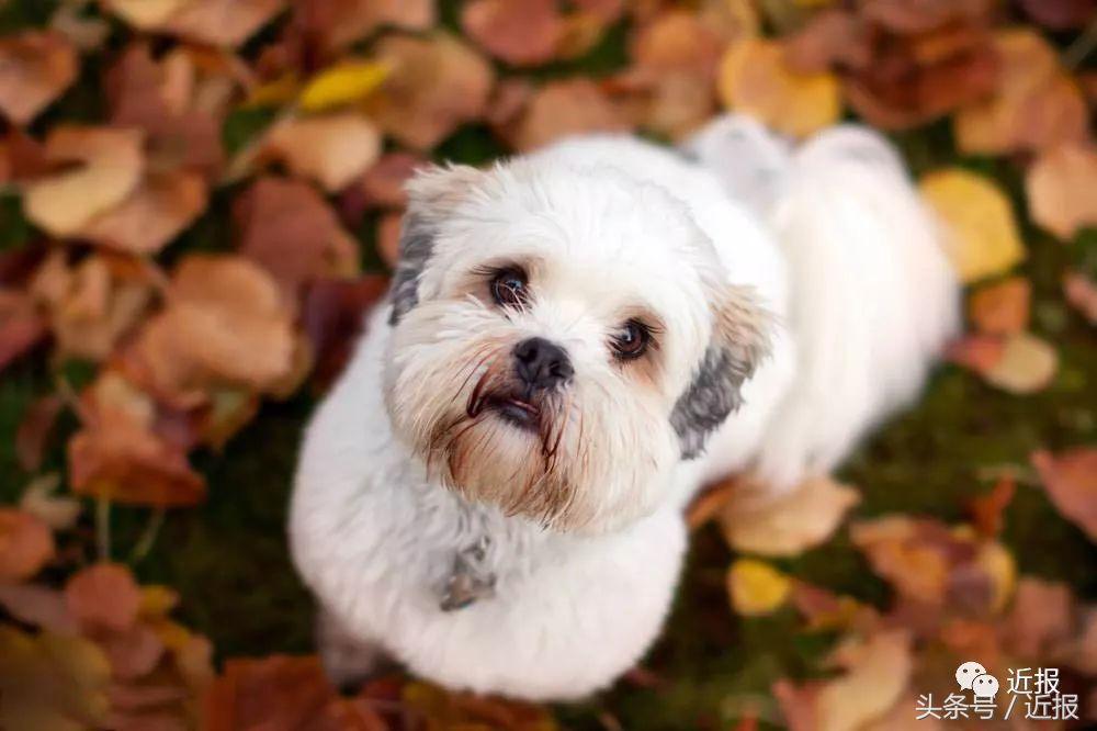 你没见过的“汪星人”都在这了！狗年就让它们来萌“化”你吧