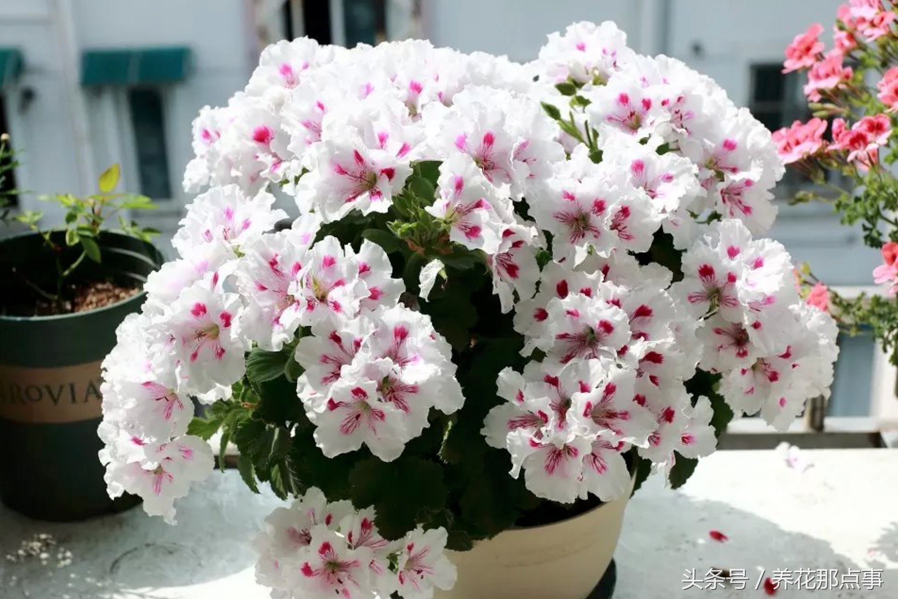 鍏ュ啲闃冲彴鑺辨捣,鍏ュ啲杩樿兘鐪嬪埌鑺辨捣