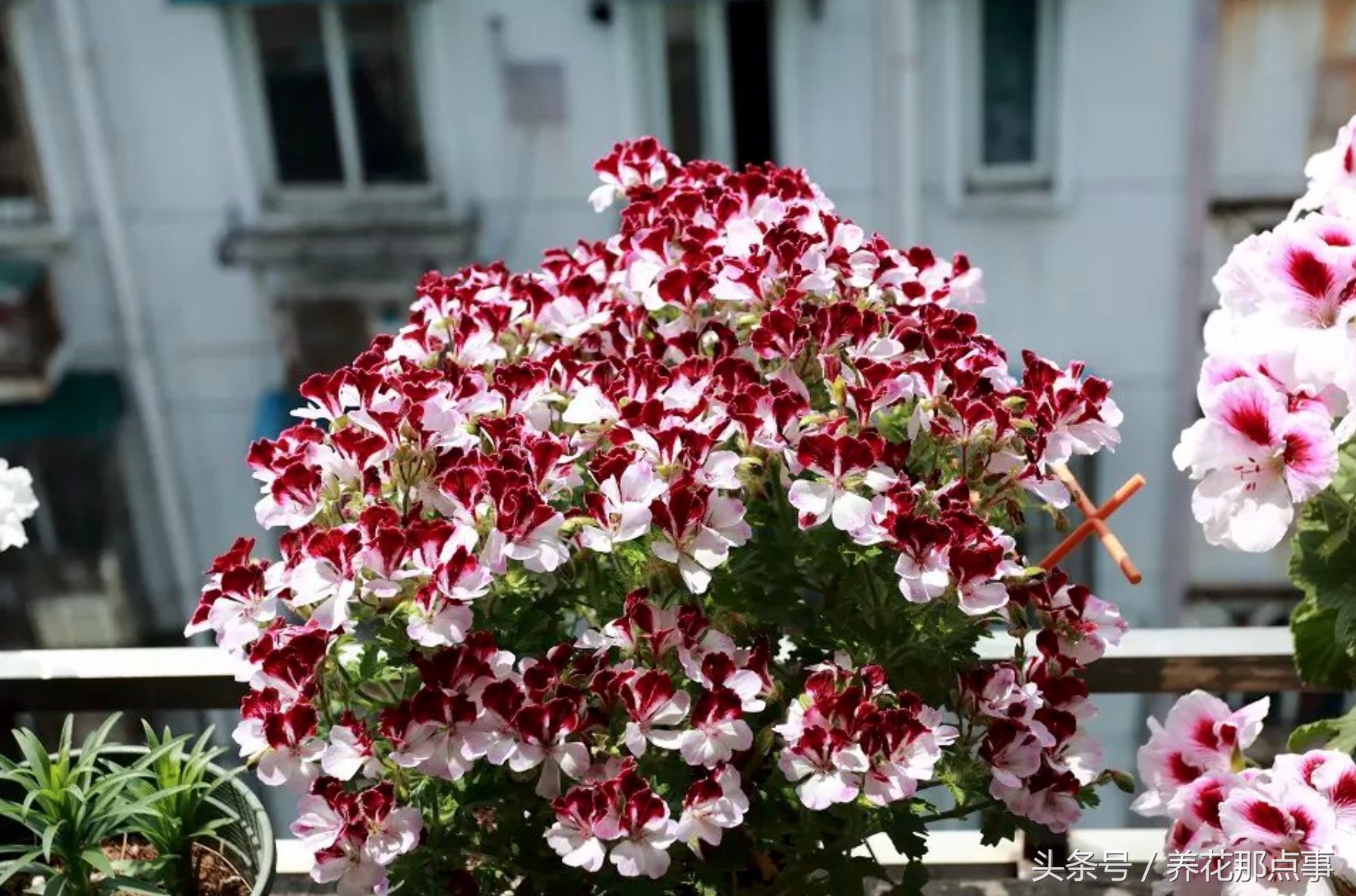 鍏ュ啲闃冲彴鑺辨捣,鍏ュ啲杩樿兘鐪嬪埌鑺辨捣