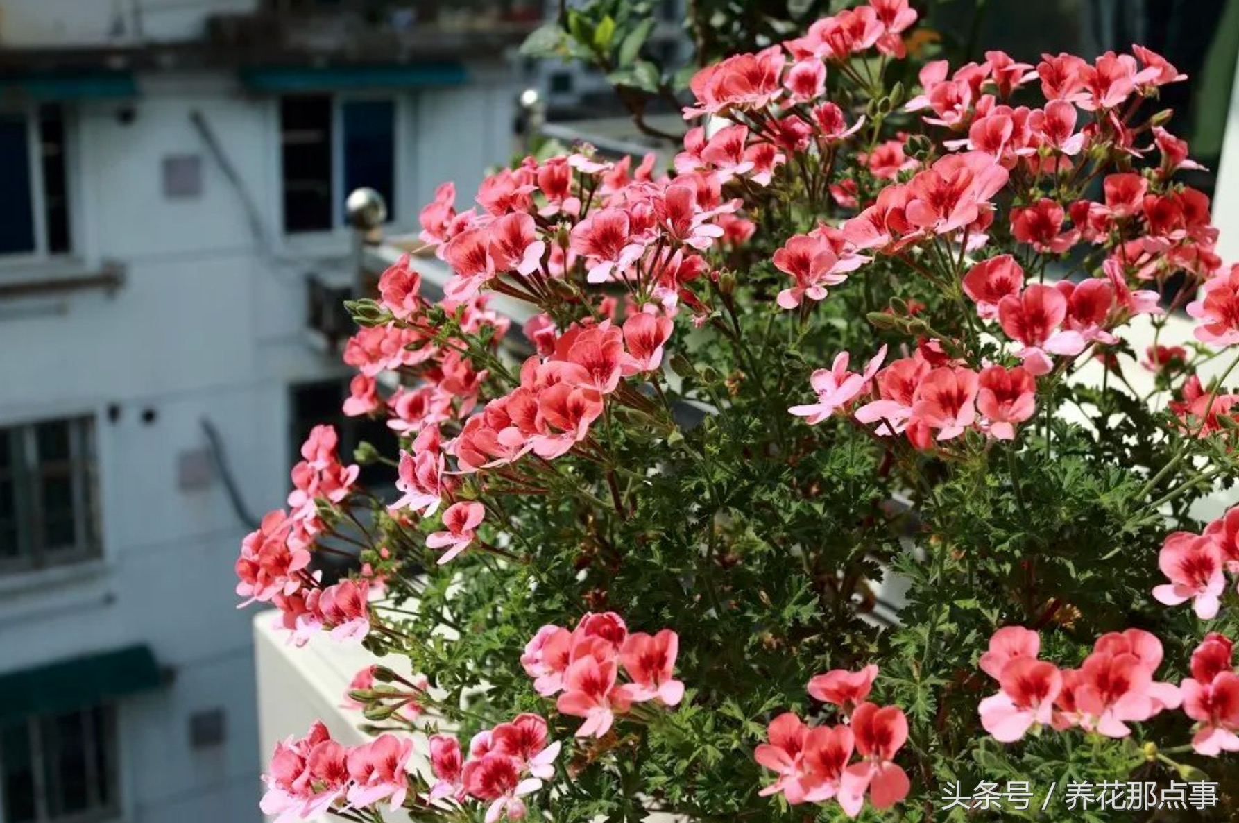 鍐板ぉ闆湴鑺辨捣,鍏ュ啲杩樿兘鐪嬪埌鑺辨捣