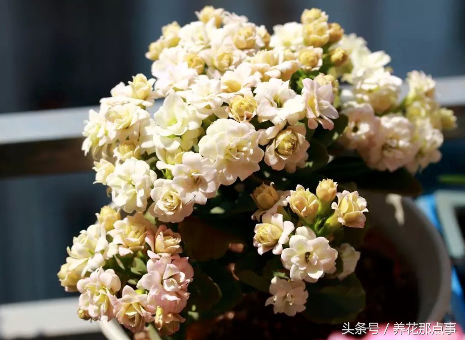 鍐板ぉ闆湴鑺辨捣,鍏ュ啲杩樿兘鐪嬪埌鑺辨捣